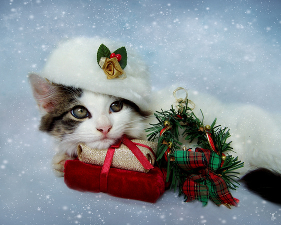 Christmas Kitten in the Snow