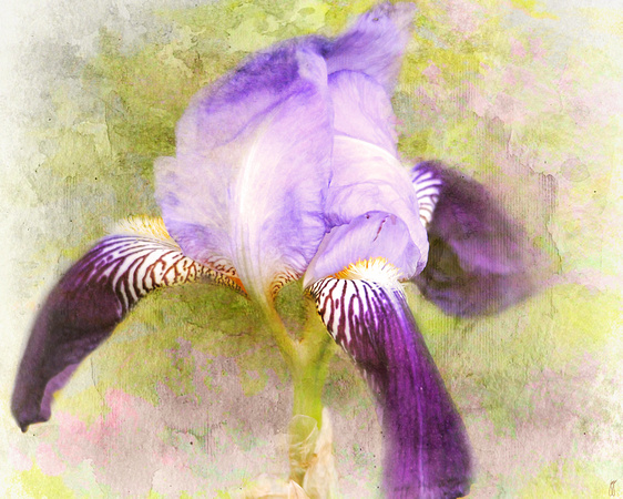 Purple Iris - Floral