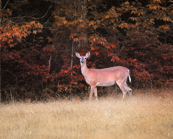 Autumn Visitor - Deer - Wildlife
