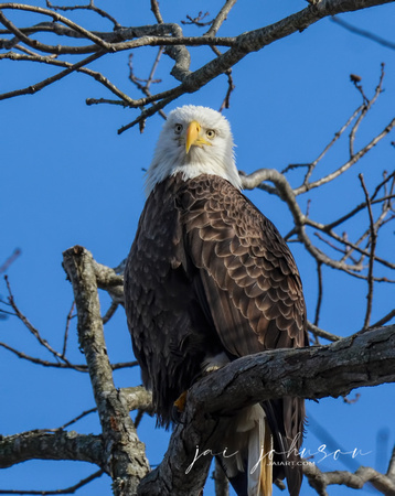 Male Bald Eagle Shiloh Tennessee 122120165472