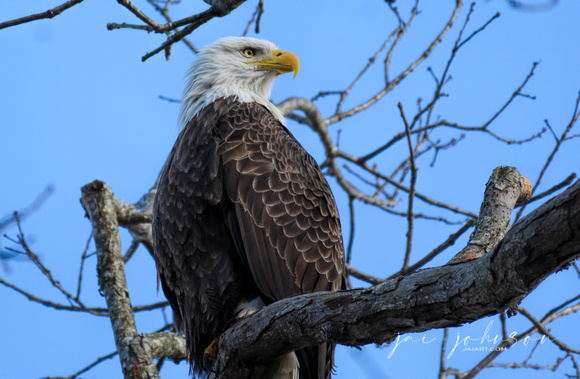 Male Bald Eagle Shiloh Tennessee 122120165534