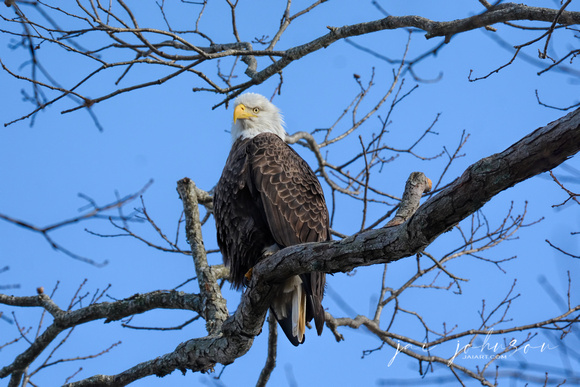Male Bald Eagle Shiloh Tennessee 122120165448