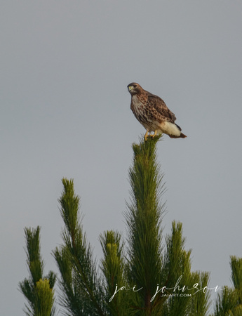 Red Tailed Hawk On A Pine Tree 122620166395