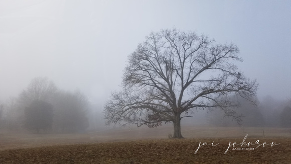 Foggy Country Morning in Tennessee