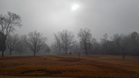 Battlefield At Shiloh National Military Park On Foggy Morning
