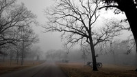 Road Into Shiloh National Military Park On Foggy Morning
