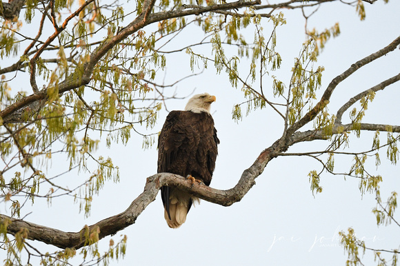 Bald Eagle Perched on Cloudy Day