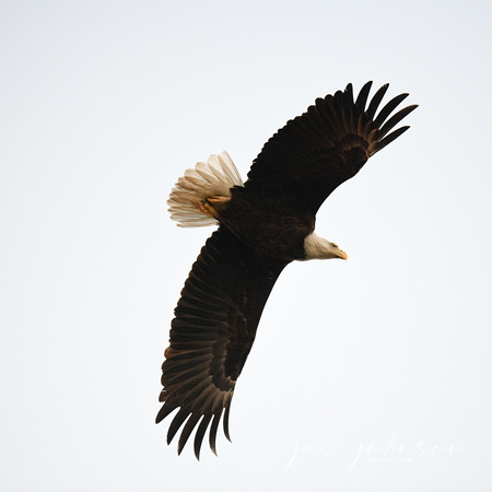 Bald Eagle Take Off on Cloudy Day