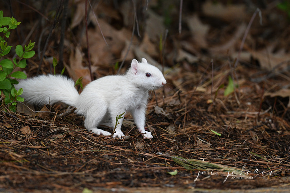 Tiny Baby Albino Squirrel