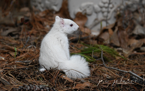 Tiny Baby Albino Squirrel