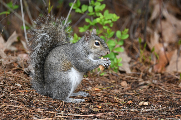 Gray Squirrel With Peanut