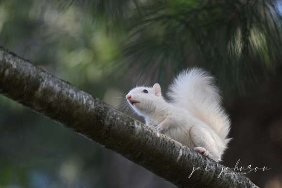 Tiny Baby Albino Squirrel On Branch