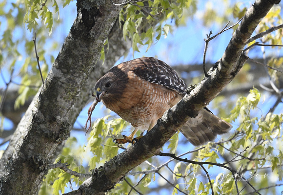 Red Shouldered Hawk With Frog