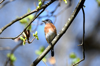 Male Eastern Bluebird On Branch