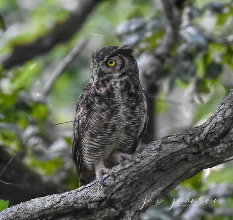 Great Horned Owl In The Evening