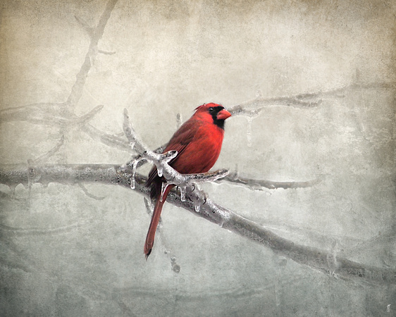 Male Cardinal Braving the Cold - Birds