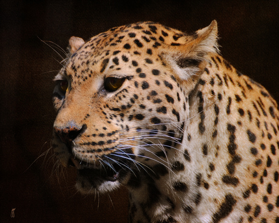 Leopard III - Wildlife