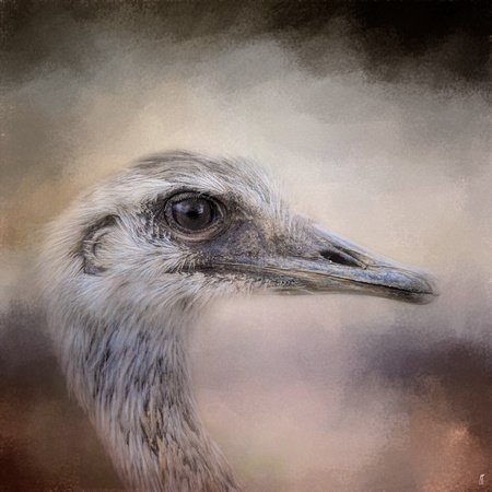 Poised - Ostrich - Wildlife