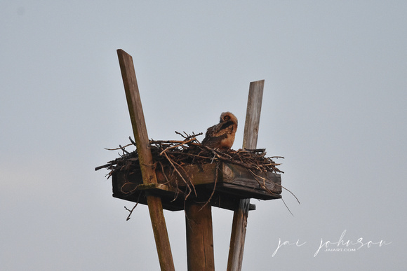 Great Horned Owl Chick in old Osprey Nest at Dauphin Island Alabama