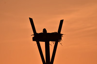 Great Horned Owl Chick in Nest at Sunset at Dauphin Island Alabama