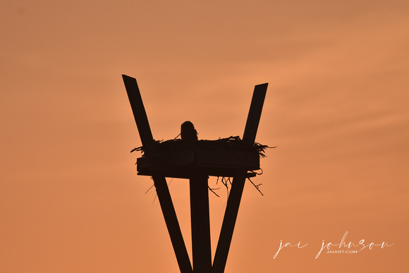Great Horned Owl Chick in Nest at Sunset at Dauphin Island Alabama