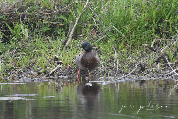 Duck in Pond Dauphin Island Alabama