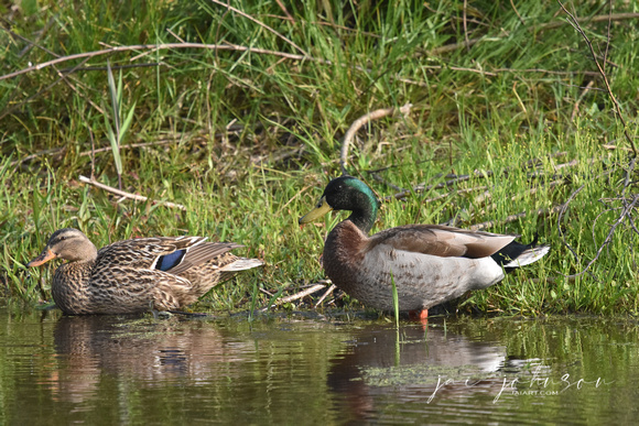 Pair of Mallard Ducks at Dauphin Island Alabama