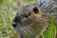 Beaver at Dauphin Island Alabama