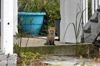 Baby Fox at Dauphin Island Alabama
