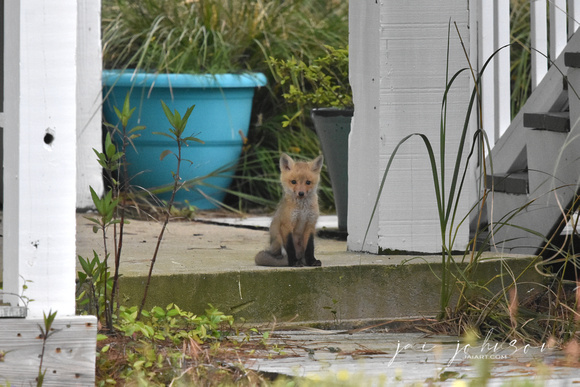 Baby Fox at Dauphin Island Alabama