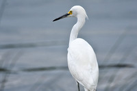 Snowy Egret at Dauphin Island Alabama