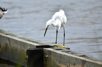 Snowy Egret at Dauphin Island Alabama