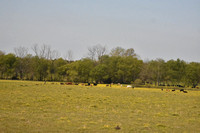 Country Scene With Cows