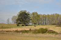 Country Scene With Cows