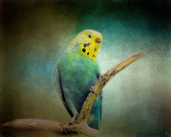 The Budgie Collection - Budgie 1 - Parakeet