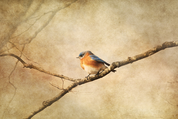 Touched by the Evening Sun - Bluebird