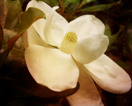 Magnolia I - Floral