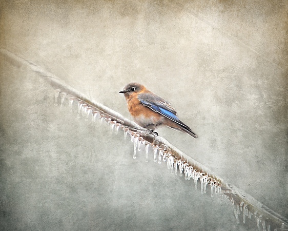 Bluebird Braving the Cold - Winter Birds