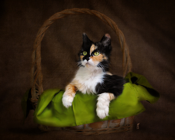 Calico Cat in Basket