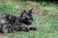Tortoiseshell Cat In The Grass