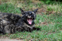 Tortoiseshell Cat Yawning In The Grass