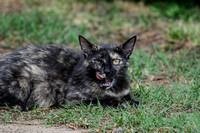 Tortoiseshell Cat With Tongue Out