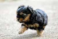Yorkshire Terrier Puppy Walking