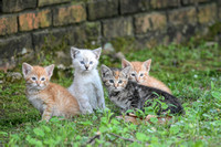 Four Wild Kittens