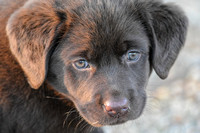Chocolate Labrador Retriever Puppy Close Up