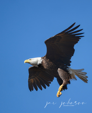 Bald Eagle Flying in Shiloh Tennessee