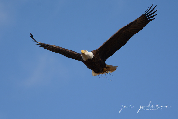 Bald Eagle Flying With Grass in Shiloh Tennessee