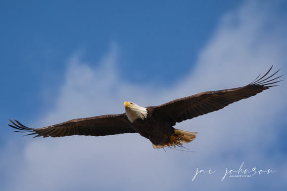 Bald Eagle Flying With Grass in Shiloh Tennessee