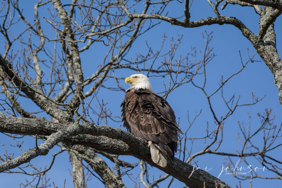 Bald Eagle in Shiloh Tennessee
