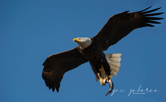 Bald Eagle Flying With Fish in Shiloh Tennessee